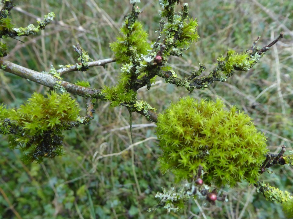 Lewinskya affinis (Wood Bristle-moss)