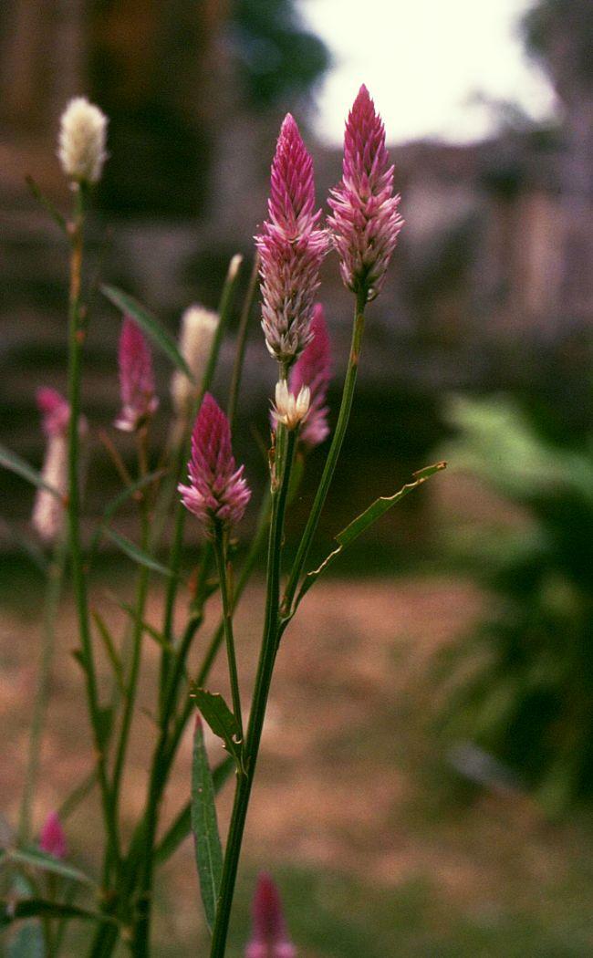 Celosia argentea (Cockscomb) (alternate view 7)