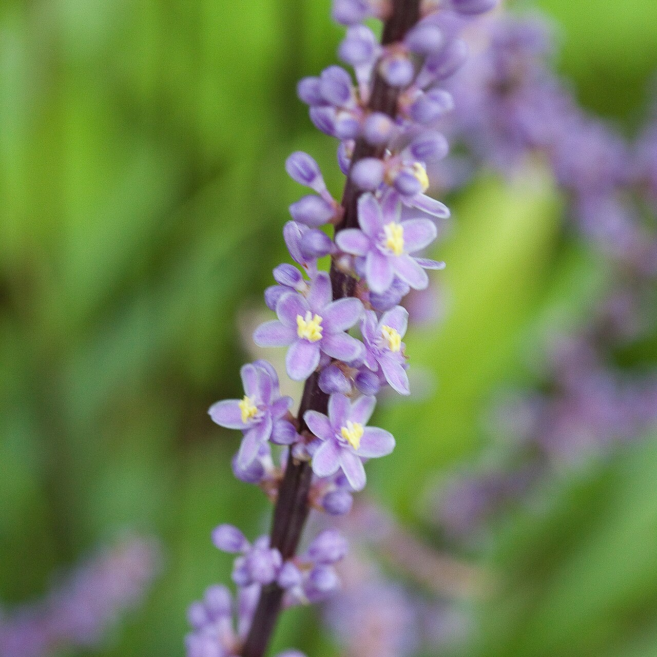 Liriope muscari (lily turf)