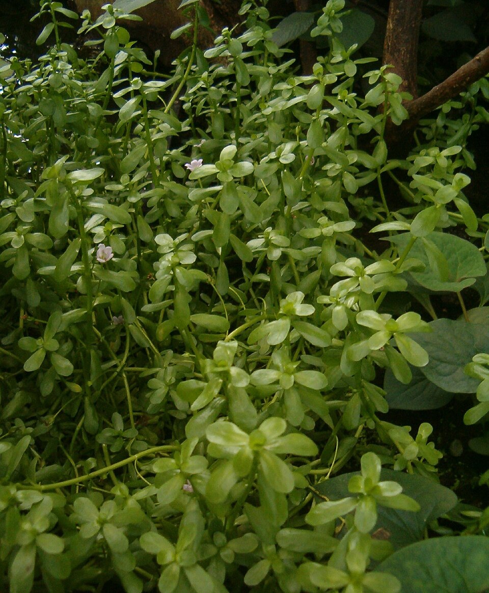 Bacopa monnieri (Herb-of-Grace) (alternate view 3)
