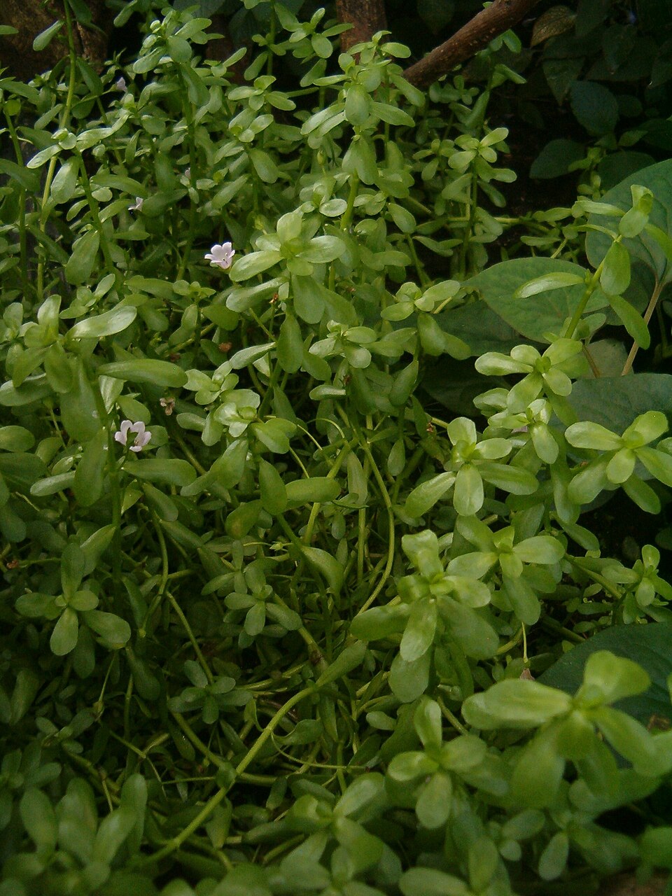 Bacopa monnieri (Herb-of-Grace) (alternate view 4)