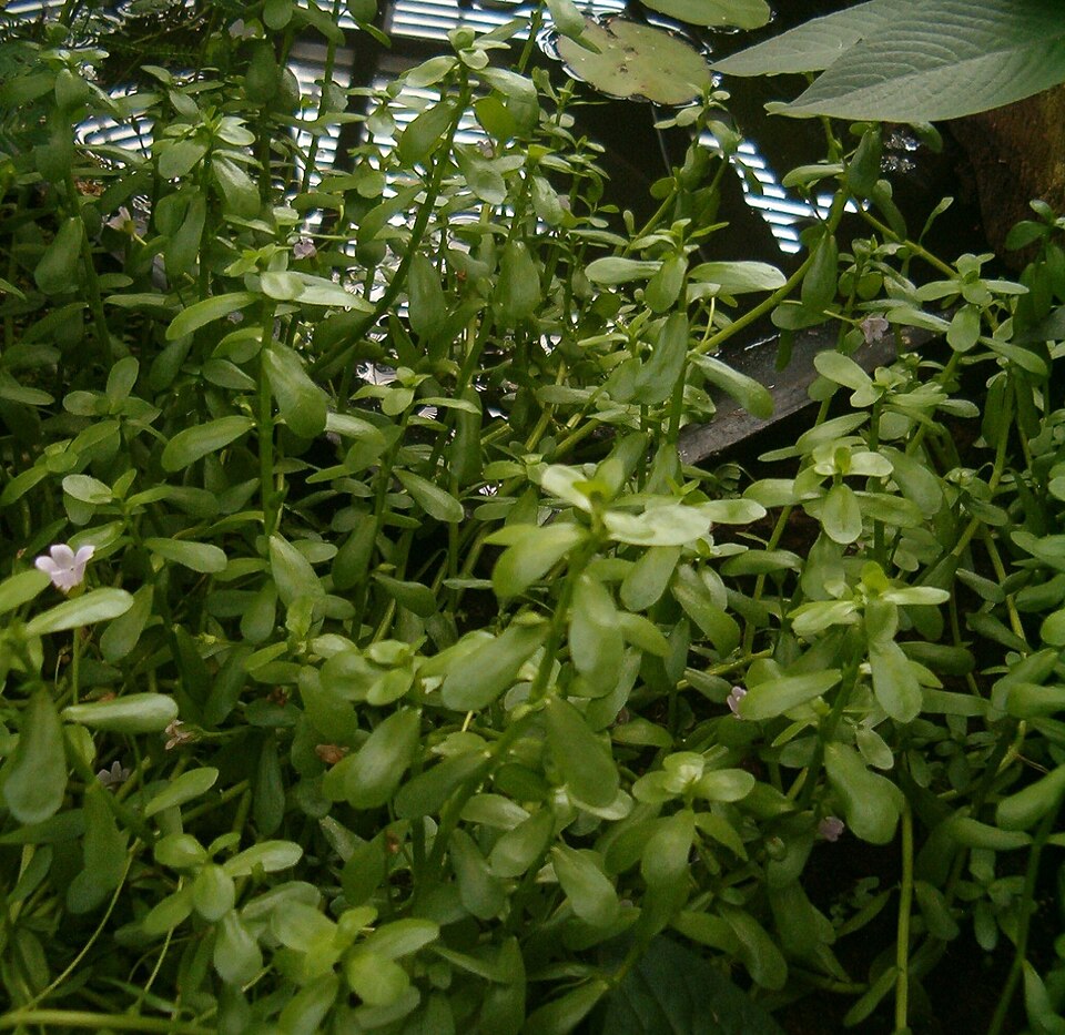 Bacopa monnieri (Herb-of-Grace) (alternate view 5)