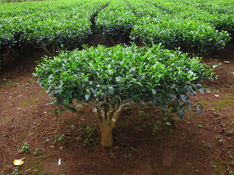 Camellia sinensis (Tea Plant) (alternate view 6)