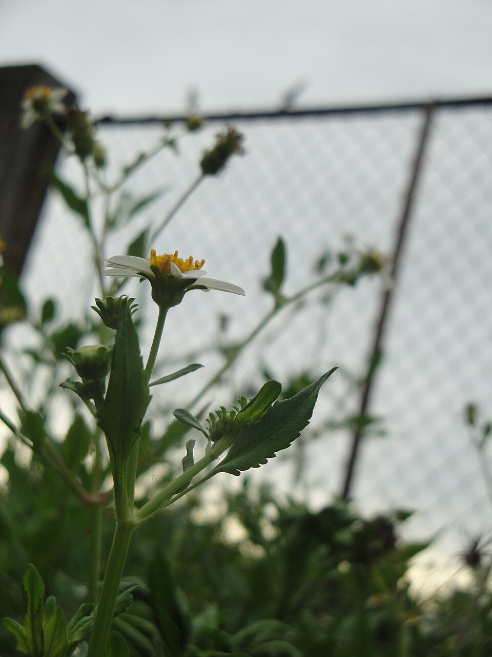 Bidens pilosa (Hairy Beggarticks) (alternate view 8)