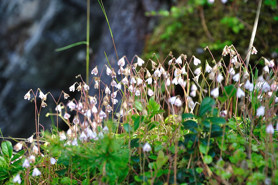 Linnaea borealis (twinflower) (alternate view 8)