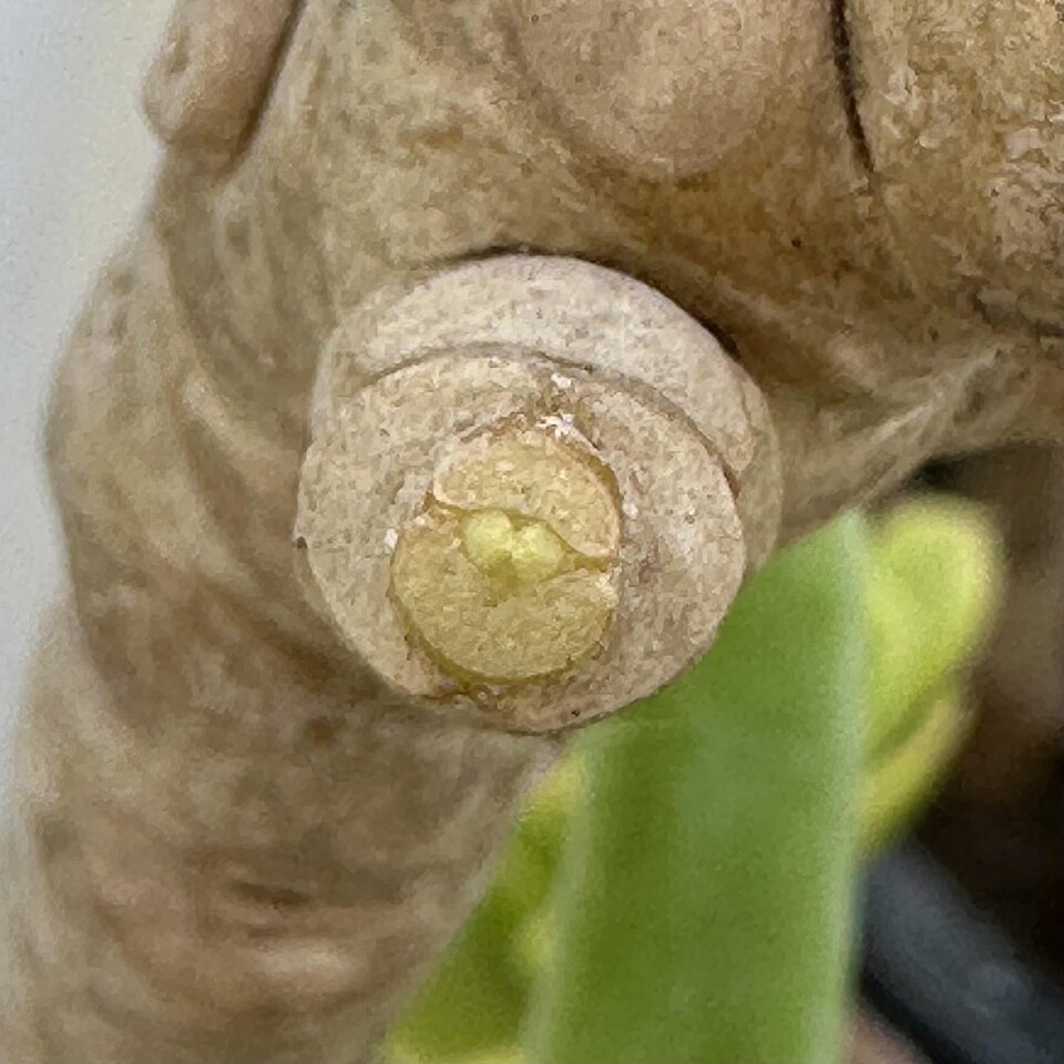 Crassula (Stonecrops) (alternate view 7)