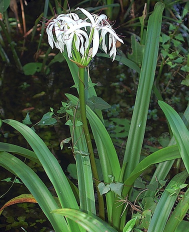 Crinum americanum (Southern Swamp Crinum) (alternate view 6)