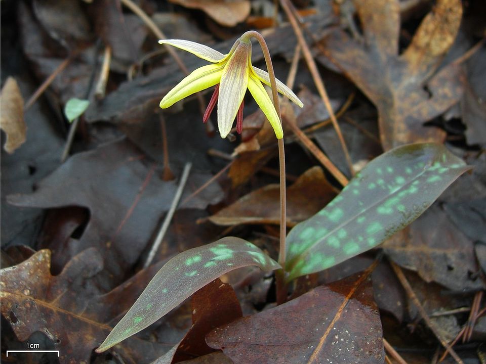 Erythronium umbilicatum (dimpled trout lily) (alternate view 6)