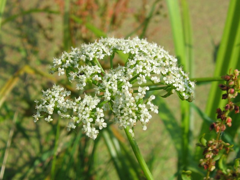 Berula erecta (cutleaf water parsnip)