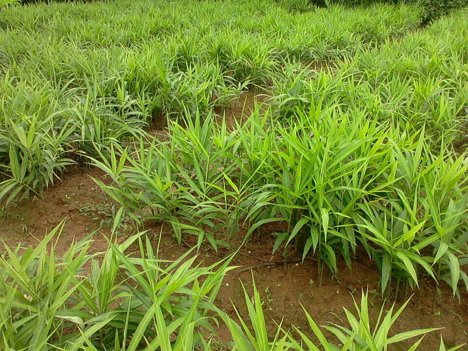 Zingiber officinale (Ginger) (alternate view 7)