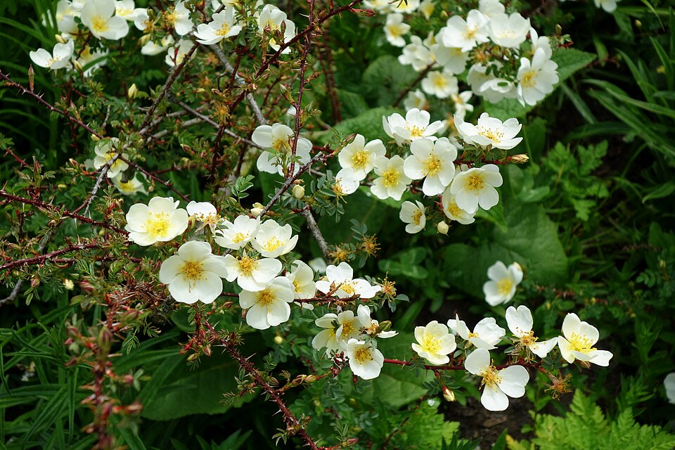 Rosa spinosissima 'Dunwich Rose' (alternate view 5)