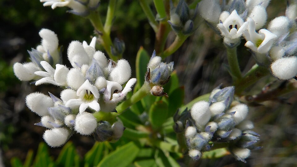 Conospermum taxifolium (Paint Brush) (alternate view 6)