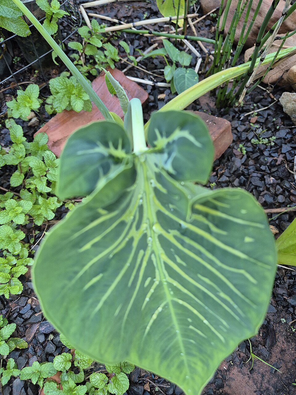 Xanthosoma (alternate view 2)