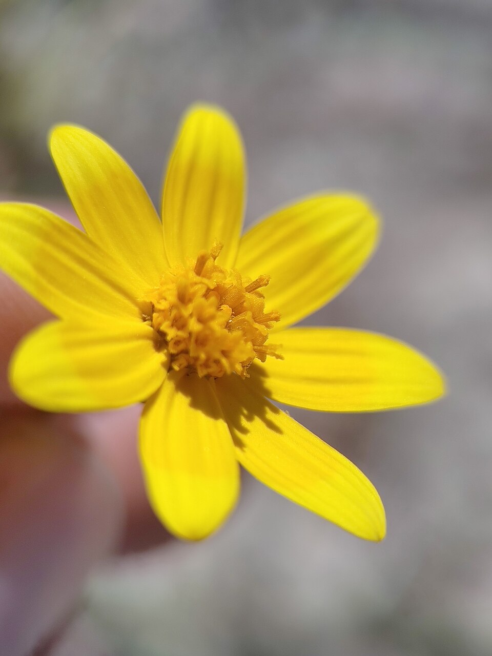 Bidens (Beggarticks) (alternate view 4)