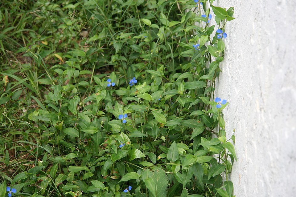 Commelina cyanea (scurvy weed) (alternate view 3)