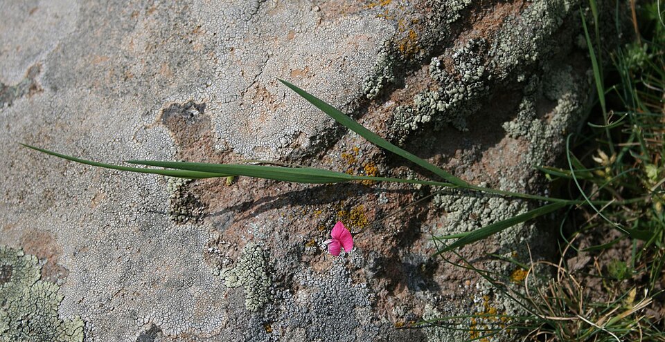 Lathyrus nissolia (Grass Vetchling)