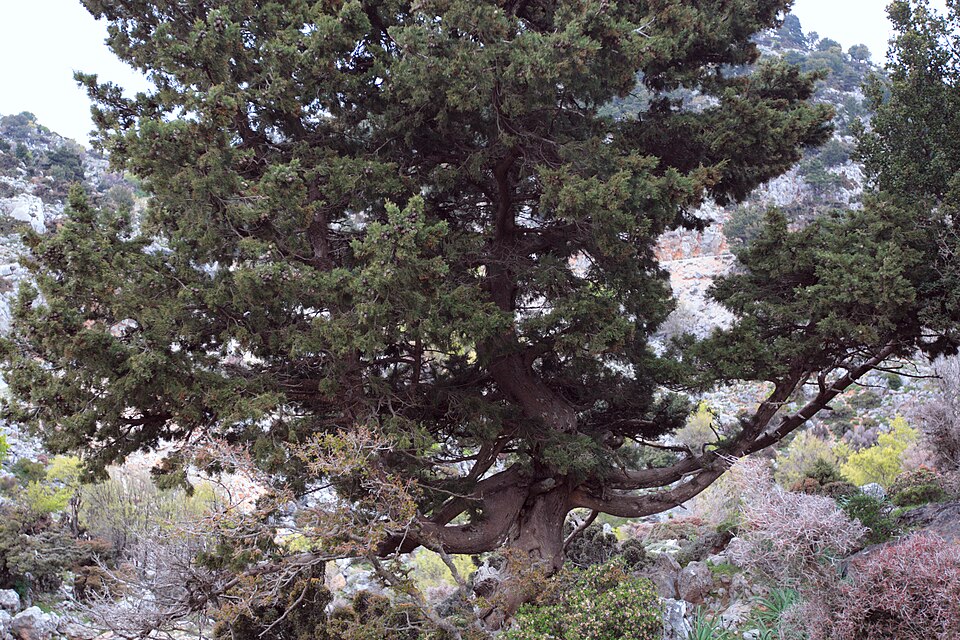Cupressus sempervirens (Italian Cypress) (alternate view 6)
