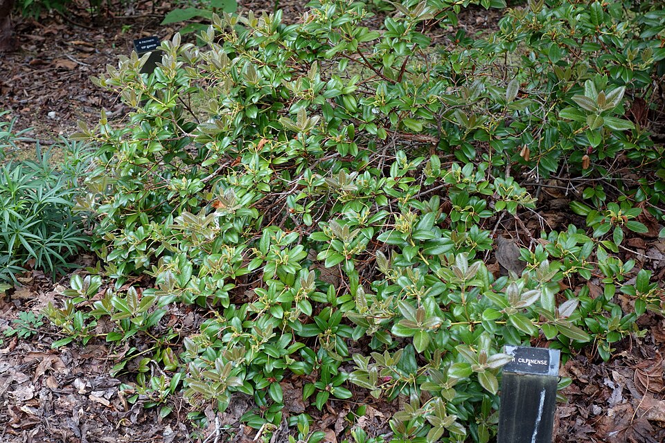 Rhododendron 'Cilpinense' (Cilpinense Rhododendron) (alternate view 3)
