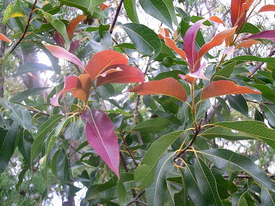 Xylomelum pyriforme (Woody Pear) (alternate view 9)