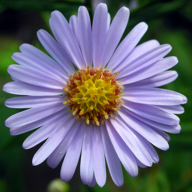Aster tataricus, Tatarian aster — spreading deciduous (Asteraceae) (image 7 of 10)
