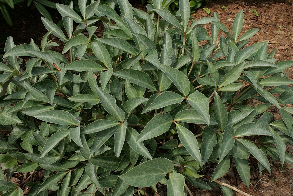 Helleborus sternii (Stern's Hellebore) (alternate view 3)