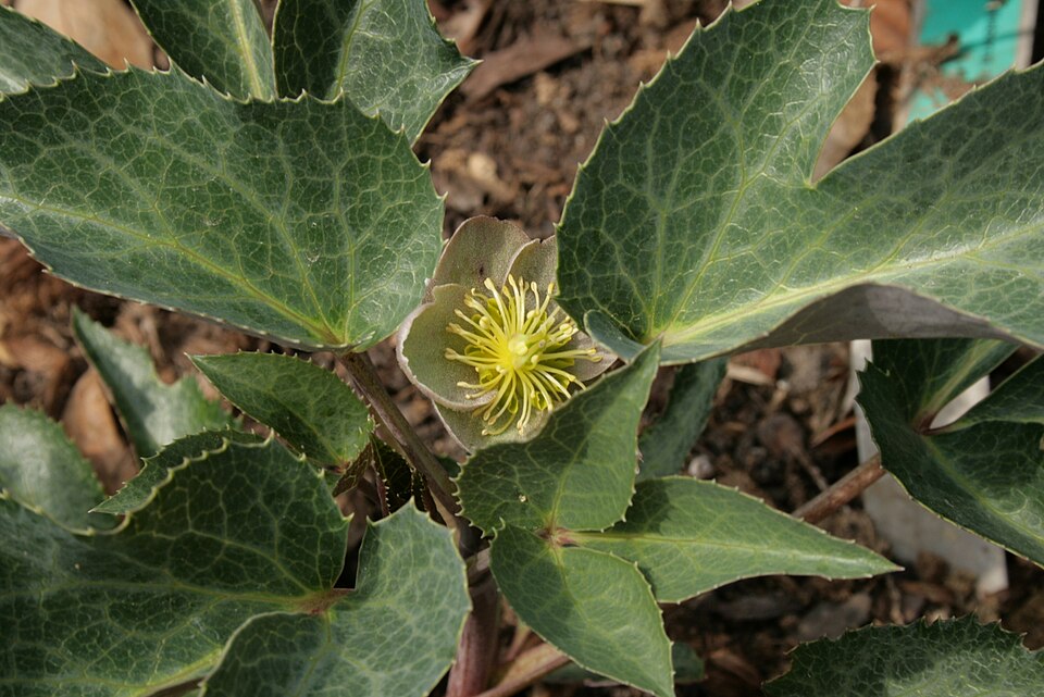 Helleborus sternii (Stern's Hellebore) (alternate view 4)