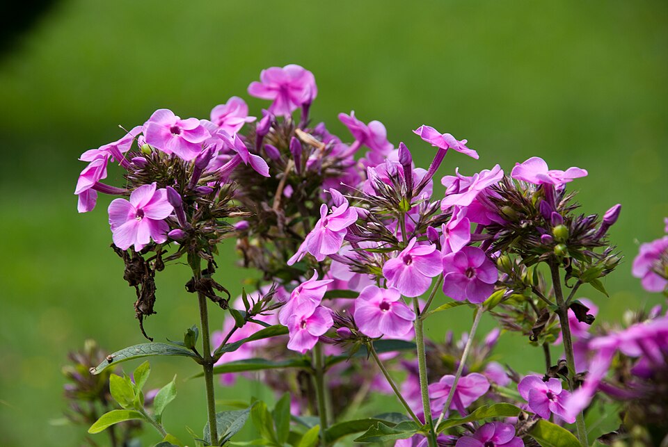Phlox paniculata spp. (Tall Phlox Mix) (alternate view 10)