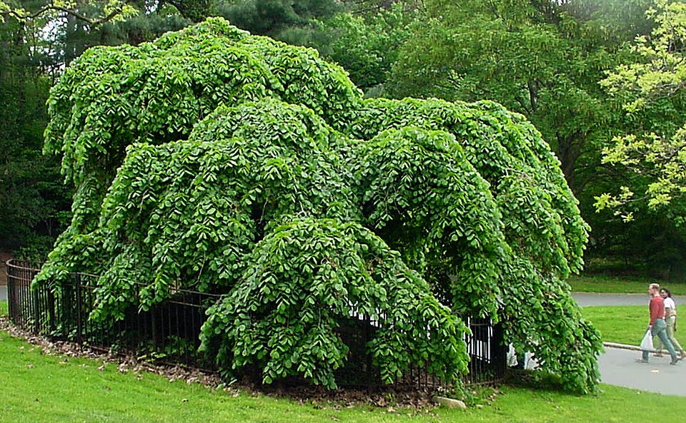 Ulmus glabra 'Camperdownii' (Camperdown elm)