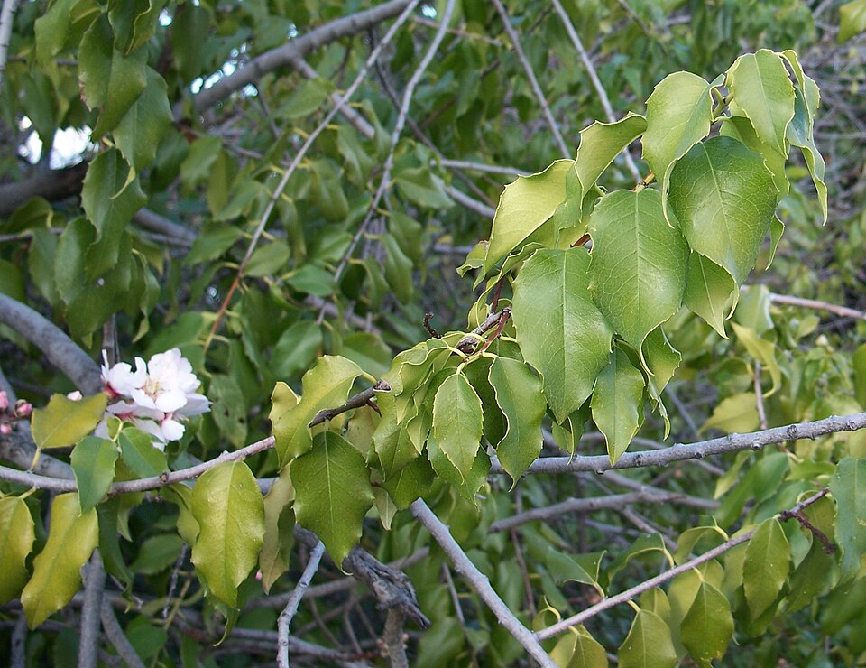Prunus ilicifolia (hollyleaf cherry) (alternate view 8)