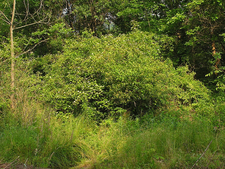 Cornus amomum (silky dogwood) (alternate view 2)