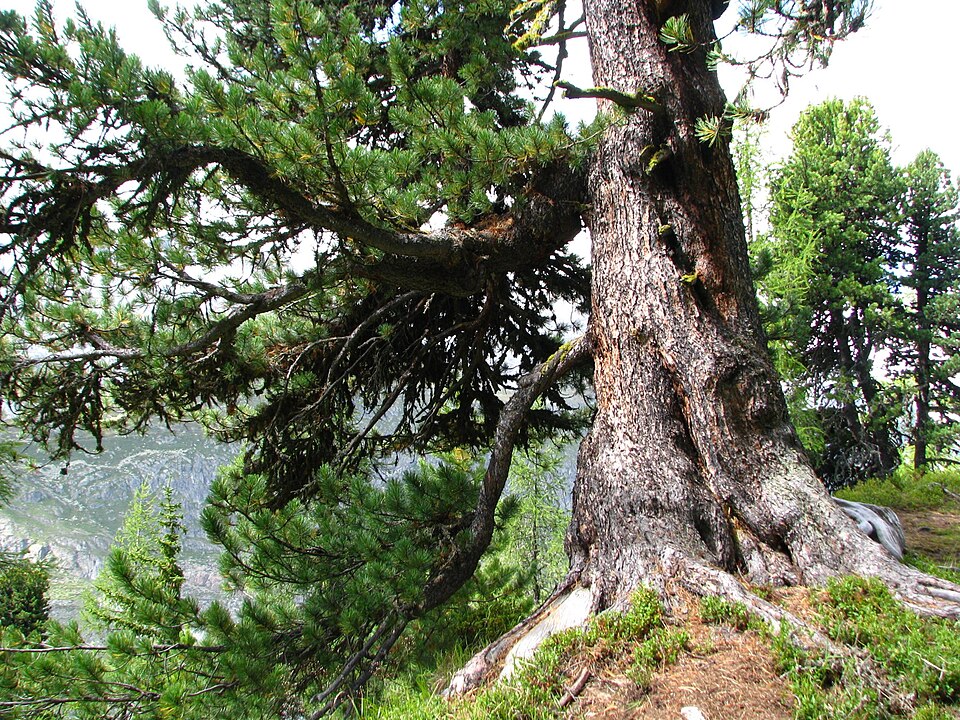Pinus cembra (Swiss stone pine) (alternate view 9)