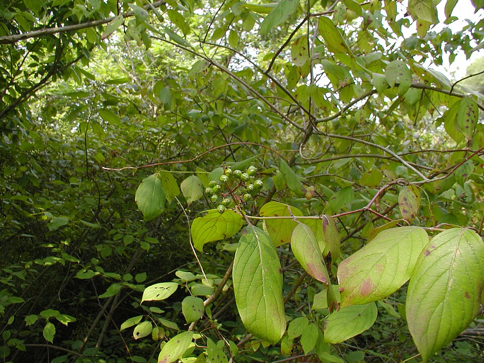 Cornus amomum (silky dogwood) (alternate view 3)