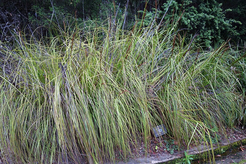 Gahnia clarkei (tall saw-sedge) (alternate view 8)