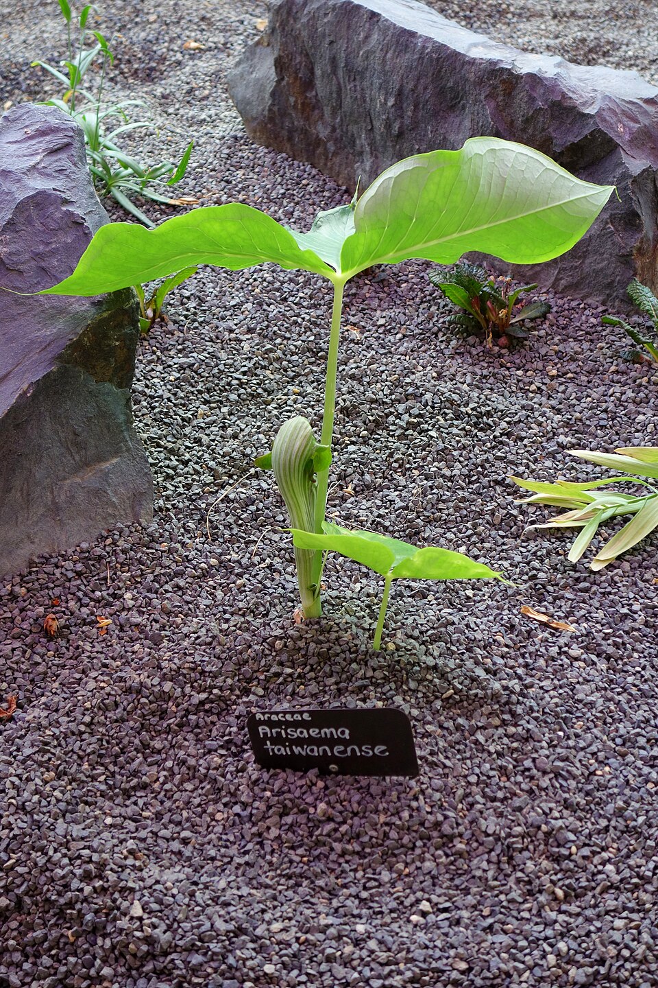 Arisaema taiwanense (Formosa Cobra Lily) (alternate view 8)