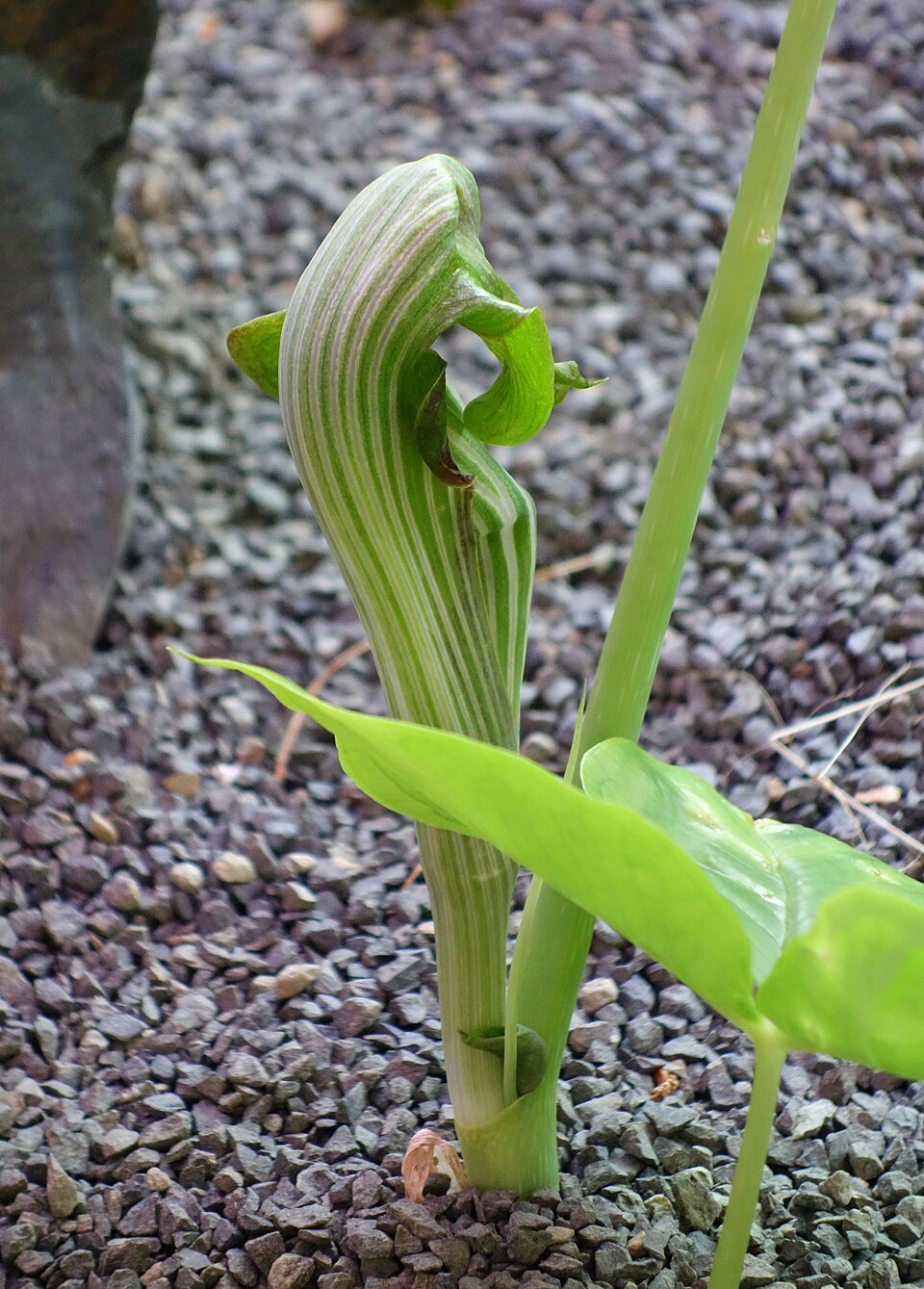 Arisaema taiwanense (Formosa Cobra Lily) (alternate view 9)
