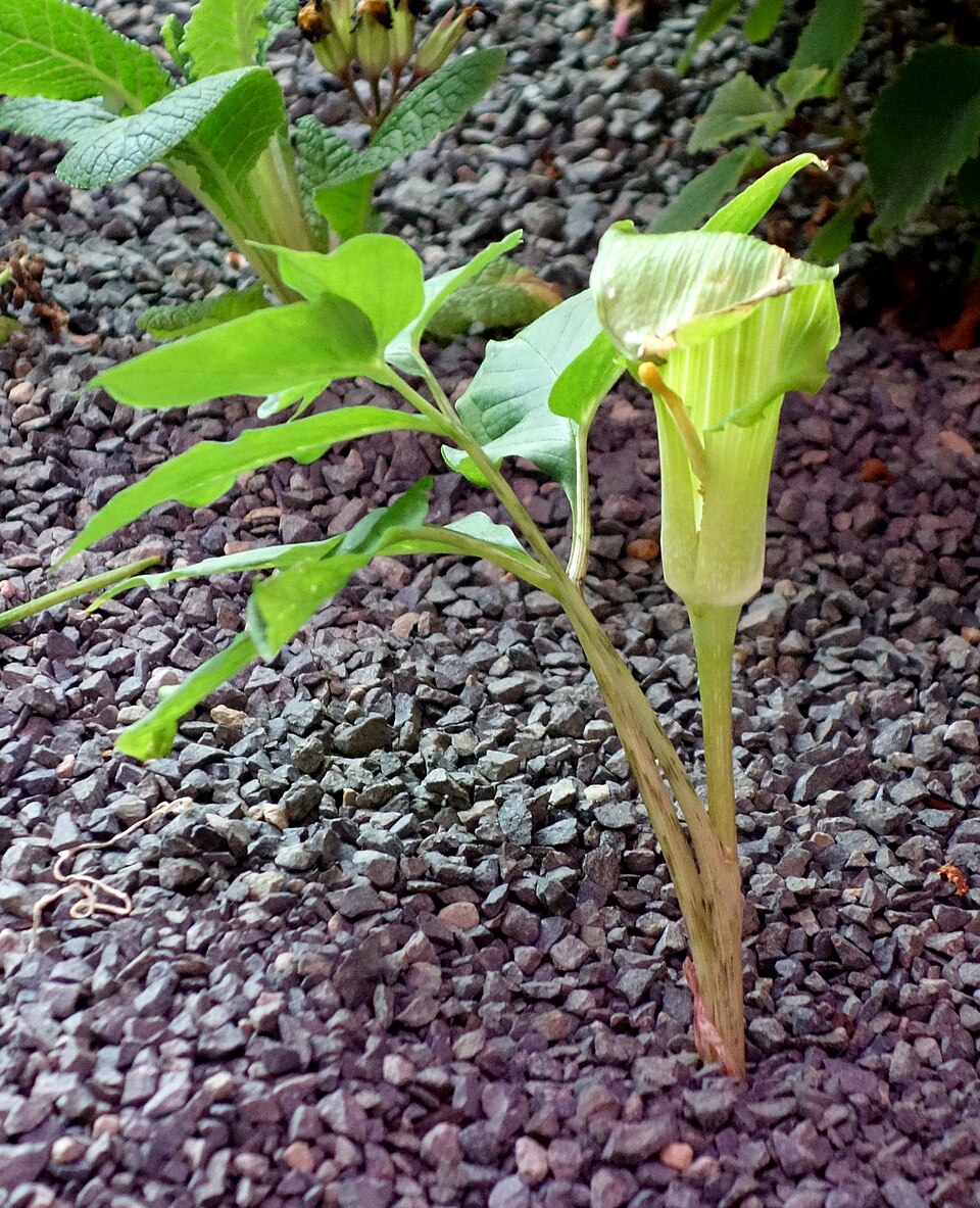 Arisaema taiwanense (Formosa Cobra Lily) (alternate view 10)