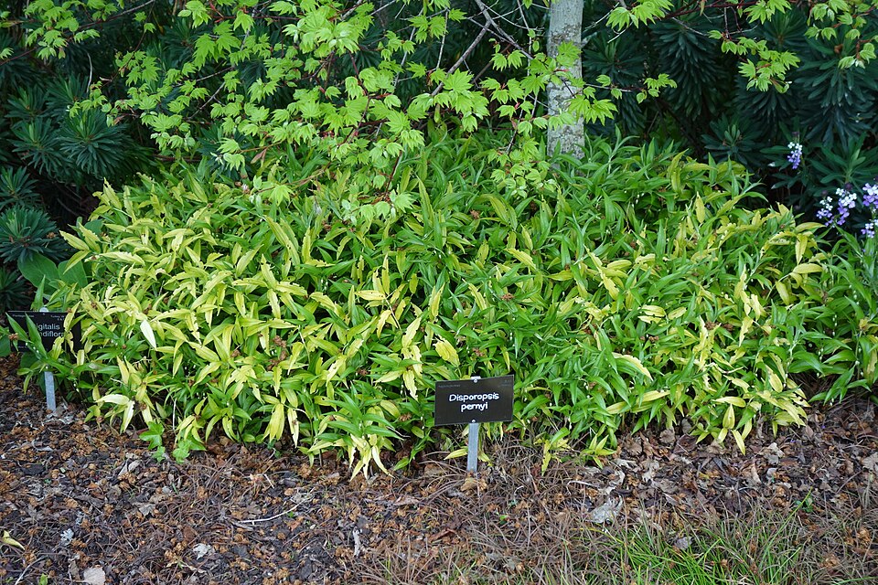 Disporopsis pernyi (Pernyi's Disporopsis) (alternate view 8)