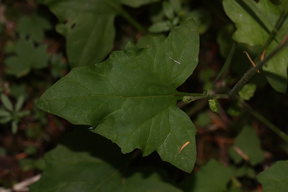 Adenocaulon bicolor (American trailplant) (alternate view 5)