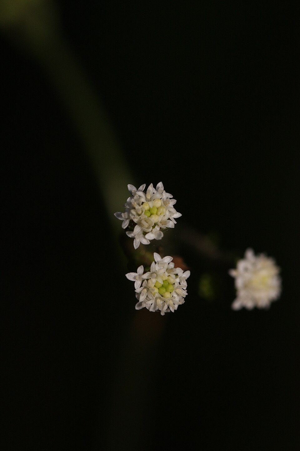 Adenocaulon bicolor (American trailplant) (alternate view 6)