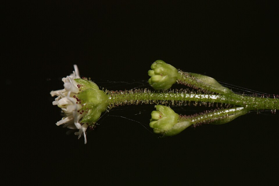 Adenocaulon bicolor (American trailplant) (alternate view 7)