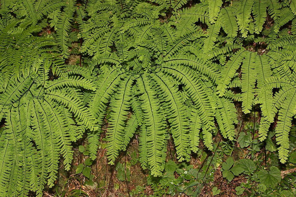 Adiantum aleuticum (western maidenhair fern) (alternate view 4)