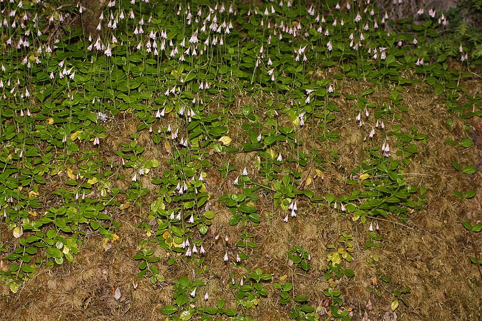 Linnaea borealis (twinflower) (alternate view 9)