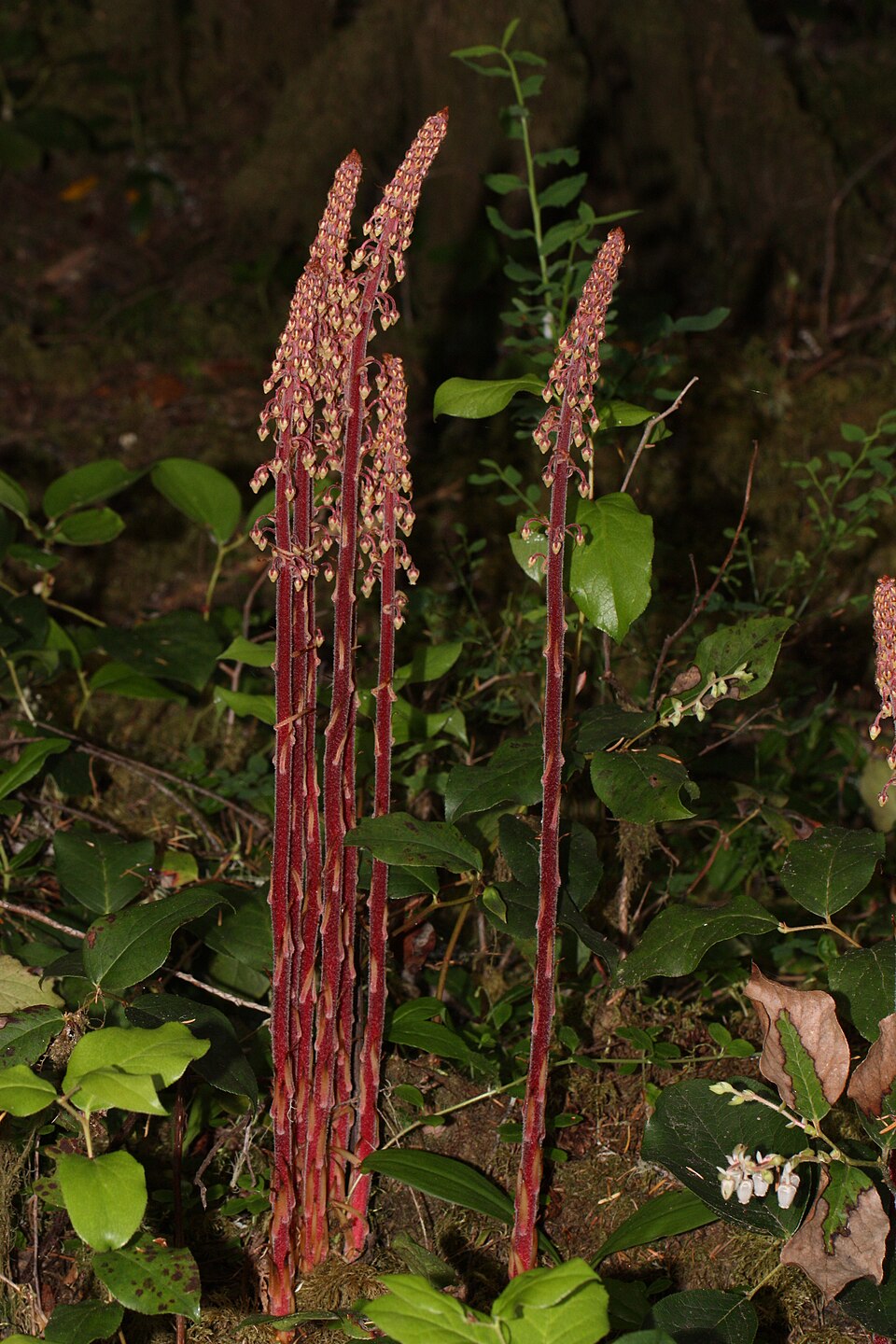 Pterospora andromedea (woodland pinedrops) (alternate view 5)