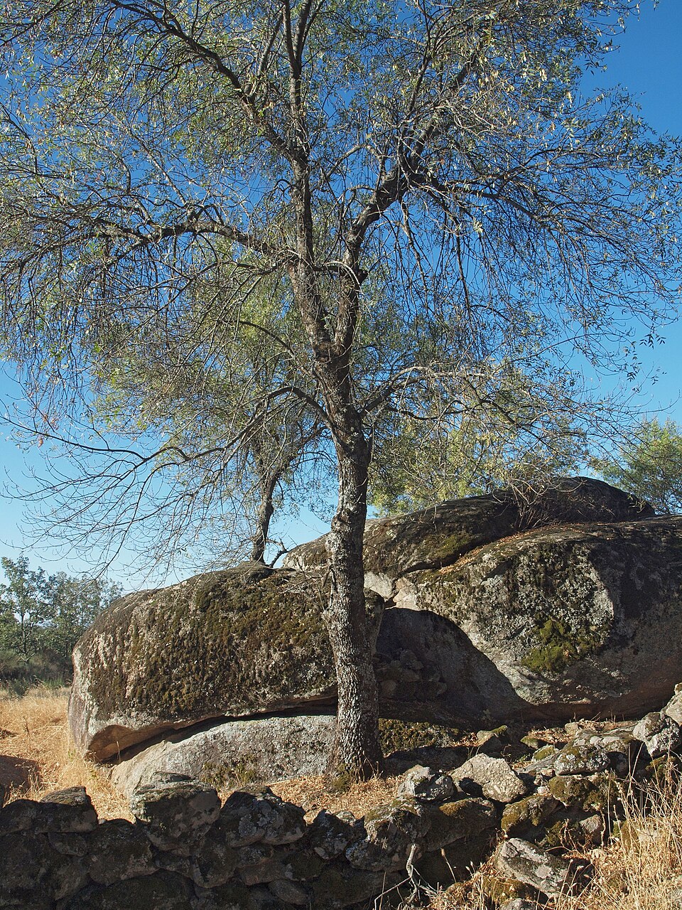 Fraxinus angustifolia (Narrow-leaved Ash) (alternate view 5)