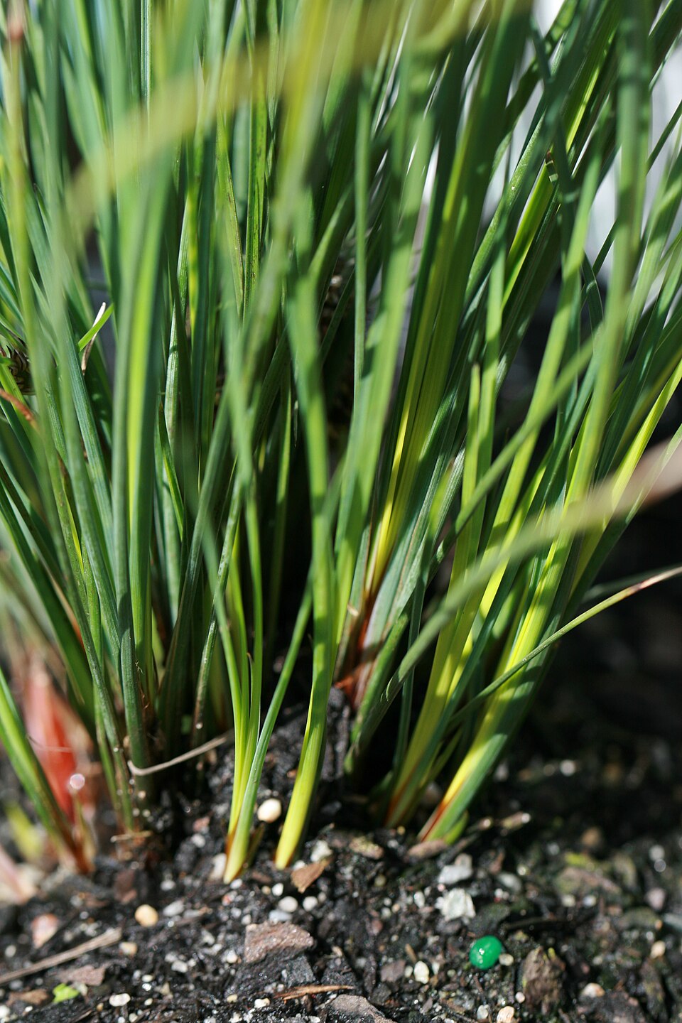 Lomandra confertifolia (clumped matrush) (alternate view 7)