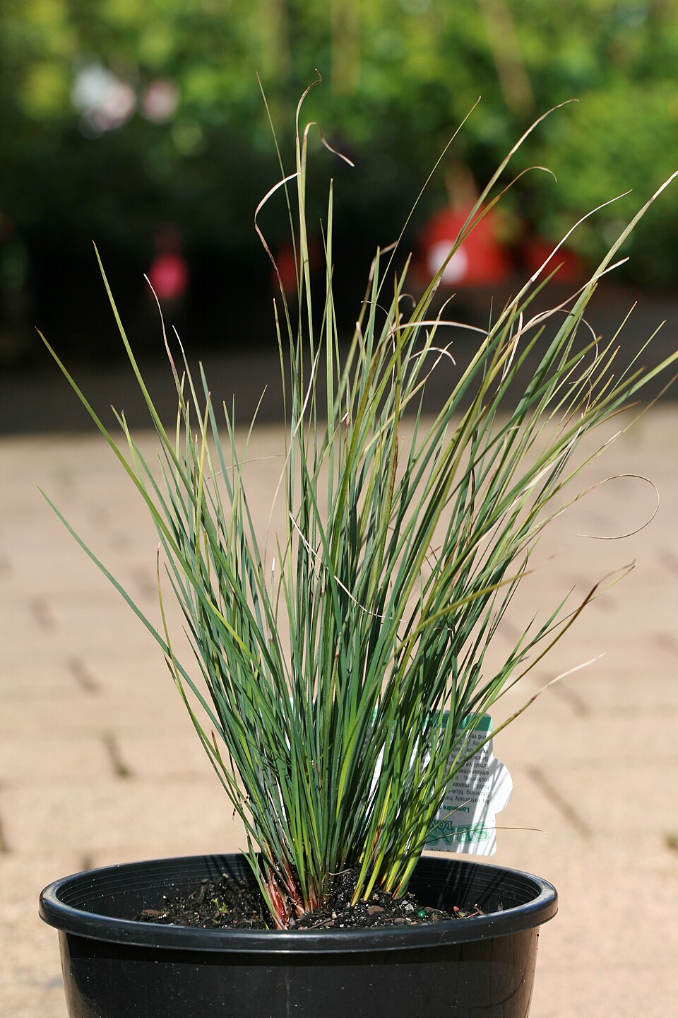 Lomandra confertifolia (clumped matrush) (alternate view 8)
