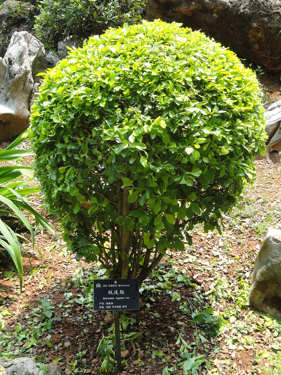 Duranta erecta (Golden Dewdrop) (alternate view 7)