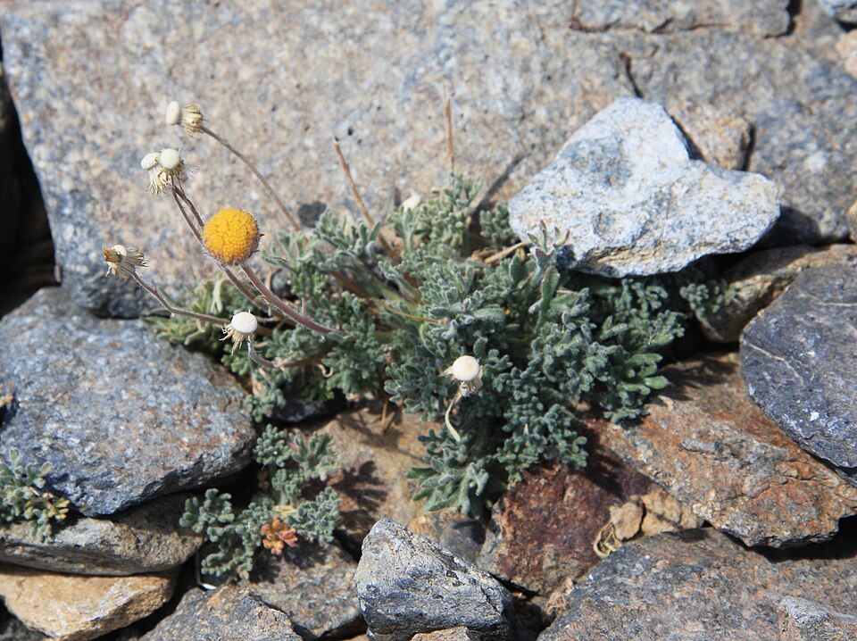 Erigeron compositus (cut-leaf fleabane) (alternate view 6)