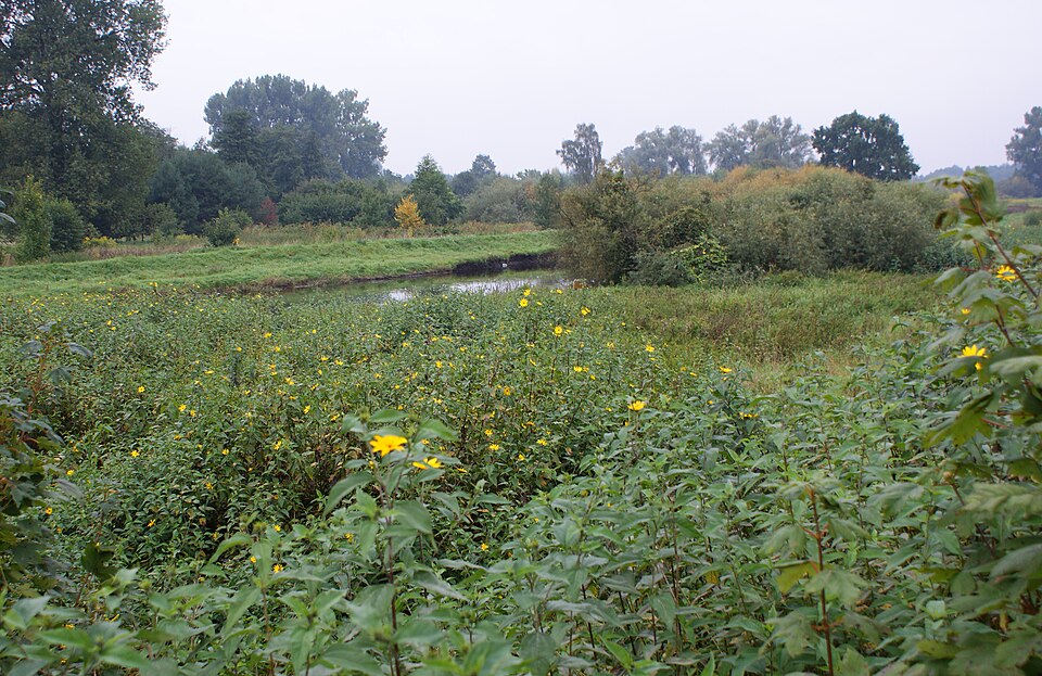 Helianthus tuberosus (Jerusalem artichoke)