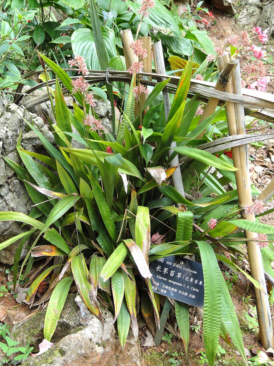 Carex scaposa (Pink-Flowered Sedge) (alternate view 6)